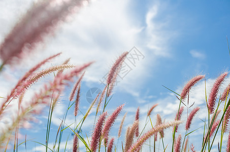 野生的狐尾草稻田狐尾花园季节内衬种子绿色杂草季节性图片