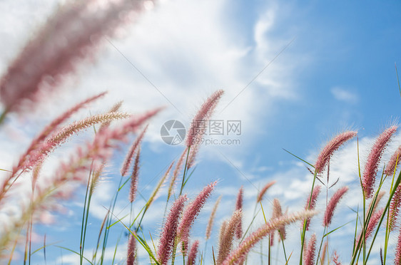 野生的狐尾草稻田狐尾花园季节内衬种子绿色杂草季节性图片