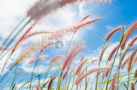 野生的狐尾草绿色季节内衬杂草狐尾季节性花园种子稻田图片