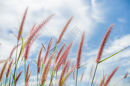 野生的狐尾草季节狐尾绿色种子内衬季节性花园稻田杂草图片