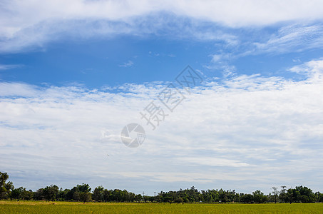 草地和蓝天空季节收成地平线乡村杂草天空黄色小麦风景生长图片