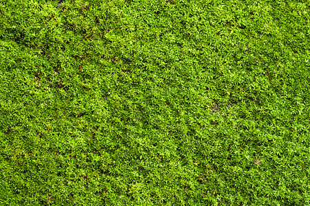 绿荔枝植物生长环境植被地衣叶子植物群场地石头公园图片