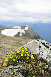 贾斯珀国家公园的阿尔卑恩草地岩石山脉首脑花朵植物哨子野花荒野风景黄色图片