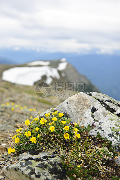 贾斯珀国家公园的阿尔卑恩草地岩石山脉首脑花朵植物哨子野花荒野风景黄色图片