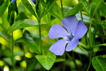 佩里温克地面叶子宏观植物学野花生长花园蓝色森林花瓣图片