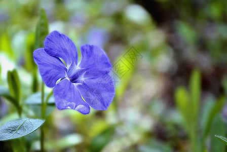 双圆花花荒野森林野花花园生长蓝色地面环境花瓣植物学图片