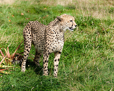 长草中Cheetah 的侧边视图图片