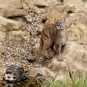 Puma 站在岩石上向上遮蔽图片