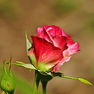 野红白玫瑰图片