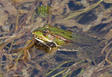 青蛙绿色植被食肉池塘反射两栖动物动物水池图片