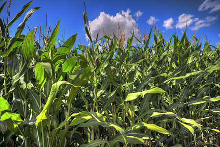 玉米田太阳农民玉米地蓝天绿色场地收成天空蓝色图片