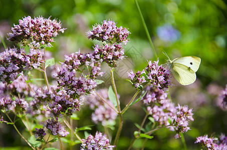 花园和蝴蝶的野生马约拉姆花朵图片