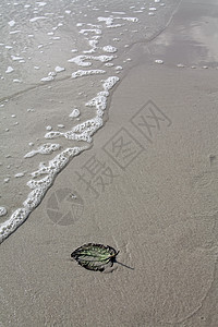 休假假期植物地球土地环境生活活力生存海滩叶子地形图片