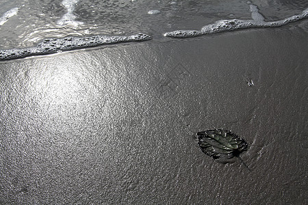 休假假期气候生长天气环境生活叶子植物海滩活力生存图片