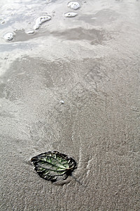 休假假期地球天气生长气候土地活力生存海滩植物沙漠图片