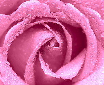 玫瑰生长环境植物液体叶子水分花瓣飞沫宏观图片