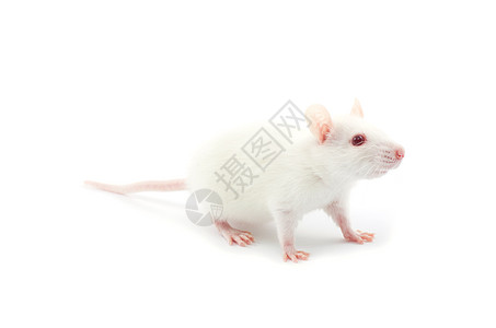 白老鼠实验尾巴害虫毛皮红色哺乳动物老鼠好奇心实验室宠物图片