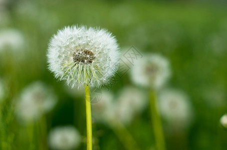 花层白色花朵黄色美丽背景图片