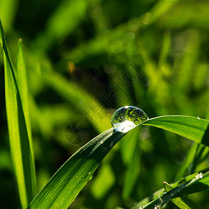 草液体草本植物植物绿色环境雨滴花园水滴草地宏观图片