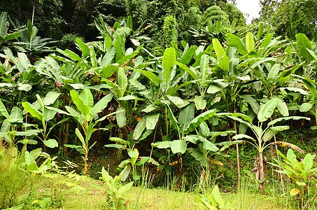 香蕉园种植园气候叶子农场团体热带水果植物营养香蕉图片