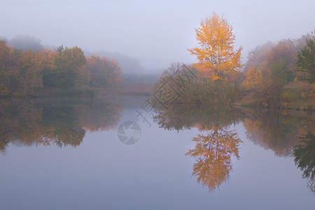 黄树的秋天风景图片