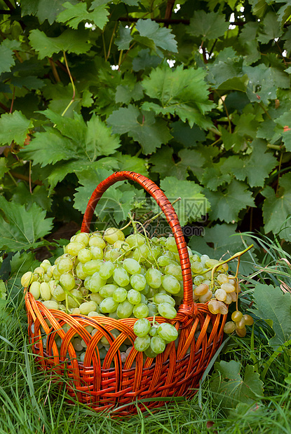 韦克篮子中的绿葡萄图片