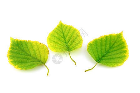 秋叶树枝黄色植物群静脉植物白色活力季节桦木绿色说谎图片