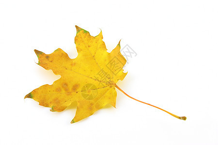 秋叶静脉绿色植被棕色森林脆弱性叶子黄色环境白色图片