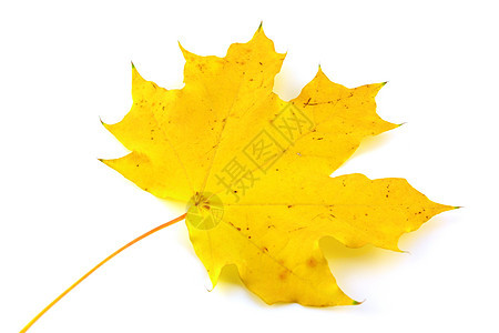 黄黄色的秋叶棕色静脉叶子黄色脆弱性森林植物季节环境植物群图片
