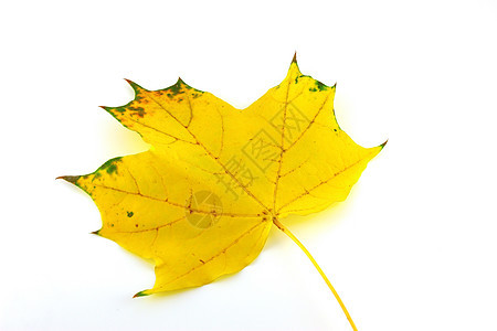 秋叶绿色脆弱性黄色叶子植物植被棕色季节静脉森林图片