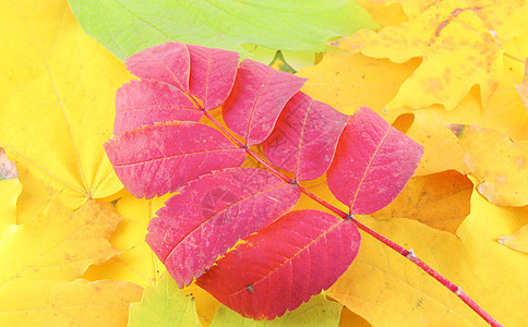 色彩秋叶树叶背景摘要 B团体桦木红色白色黄色棕色季节绿色树木粉色图片