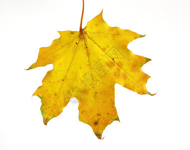 秋叶静脉绿色季节脆弱性叶子森林棕色黄色植物季节性图片