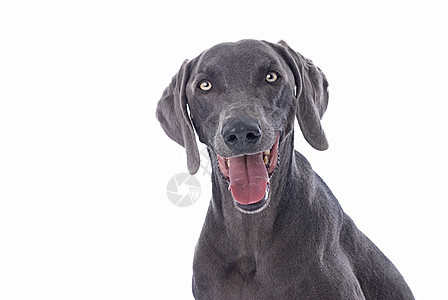 白背景的Weimaraner狗图片