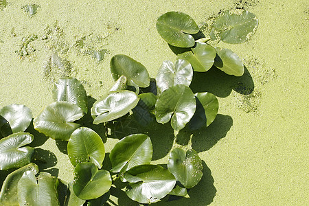 鸭草间水中的Spatterdock植物图片