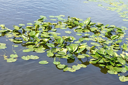 水中的Spatterdock植物图片