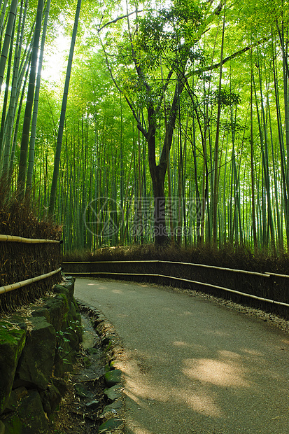 竹竹林世界生态文化小路游客树干环境情调地标异国图片