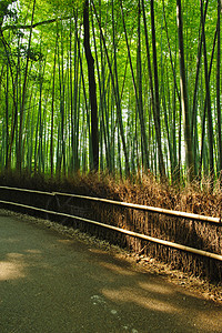 竹竹林叶子树林观光栅栏植被吸引力情调遗产生长寺庙图片