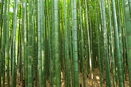 竹木林公园生长热带活力绿色叶子丛林花园风水森林图片