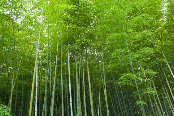 竹木林树林森林绿色花园活力公园调解叶子生长热带图片