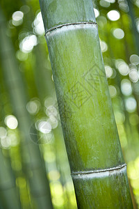 竹子公园风水生长宏观绿色花园调解活力丛林叶子图片
