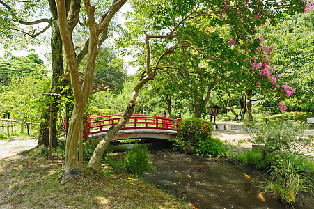美美的日本花园红色公园粉色松树花园植物水池绿色乐园分支机构图片