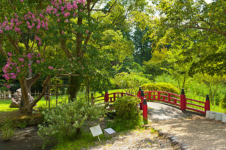 美美的日本花园松树红色粉色花园乐园池塘分支机构绿色植物水池图片