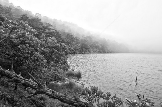 米丝湖荒野衬套国家森林公园黑色山脉白色树木戏剧性图片