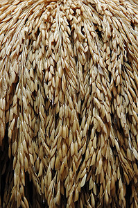 帕地语生产植物稻田场地农村季节宏观金子收成农场图片