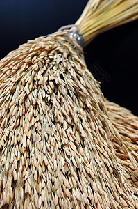 帕地语农场农村收成季节主食稻田金子生长热带经济图片