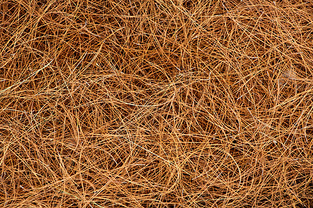 干松树叶针头背景图案背景松树时间树叶裂缝垃圾叶子树木地面粒子森林图片