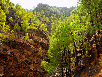 大加那利加那利松山土地旅行绿色植物生态树木松树热带石头天气环境图片