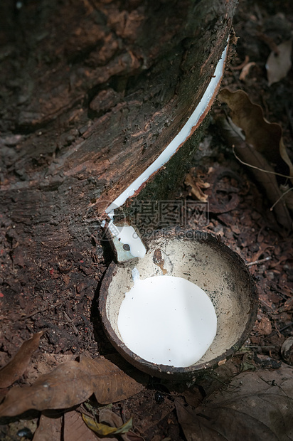橡胶树和木碗牛奶图片
