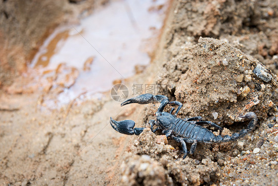 黑蝎子沙漠爪子防御捕食者昆虫尾巴野生动物猎物生物地球图片