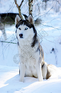 西伯利亚哈斯基狗(雪地上的蓝眼睛)图片